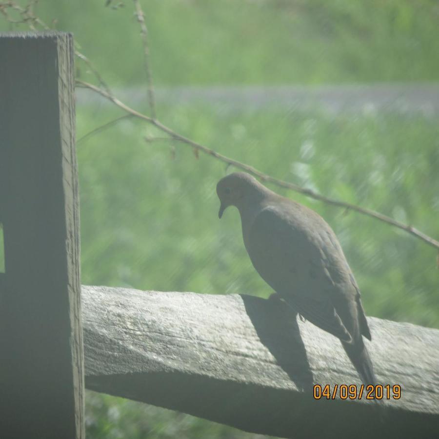 Cozy Creek Cabin พิเจนฟอร์จ ภายนอก รูปภาพ